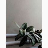 Gresie Exterior Timeline2 HTL 205 Grey Anti-Slip 60x60x2 cm – planta cu frunze verzi langa perete gri