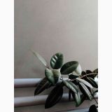 Gresie Timeline HTL 5 Grey Mat 60x60 cm – planta cu frunze verzi lucioase pe fundal gri