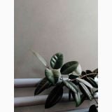 Lastra Gresie Timeline HTL 5 Grey Mat 120x260 cm – planta cu frunze verzi pe fundal gri